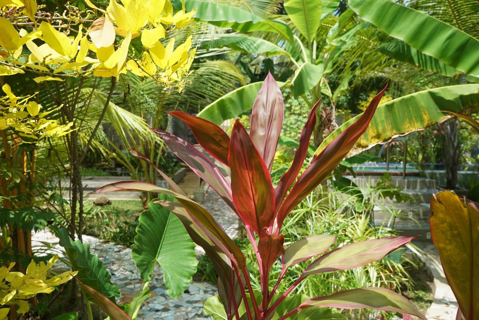 Red Coconut Villa Bentota Dış mekan fotoğraf