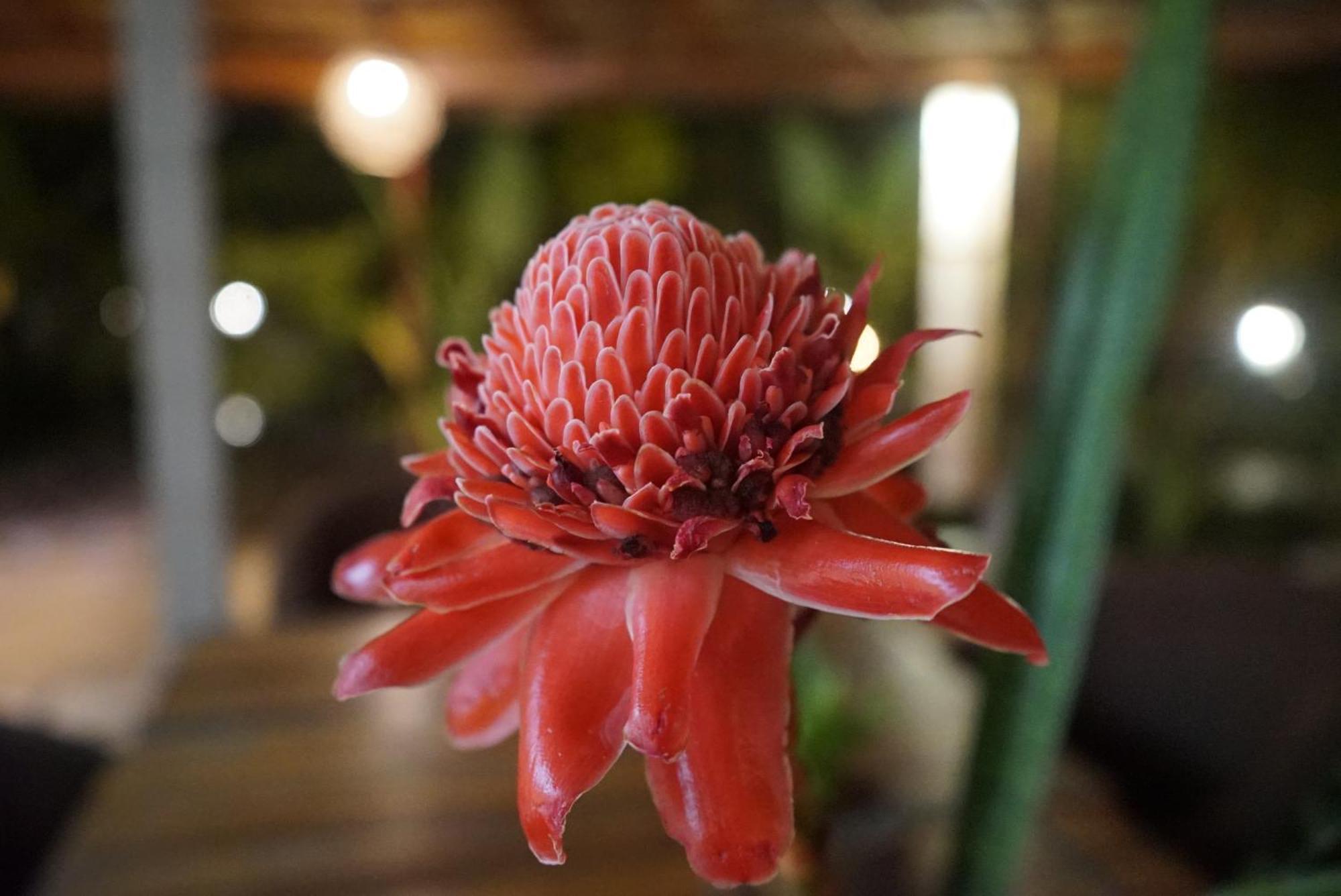 Red Coconut Villa Bentota Dış mekan fotoğraf