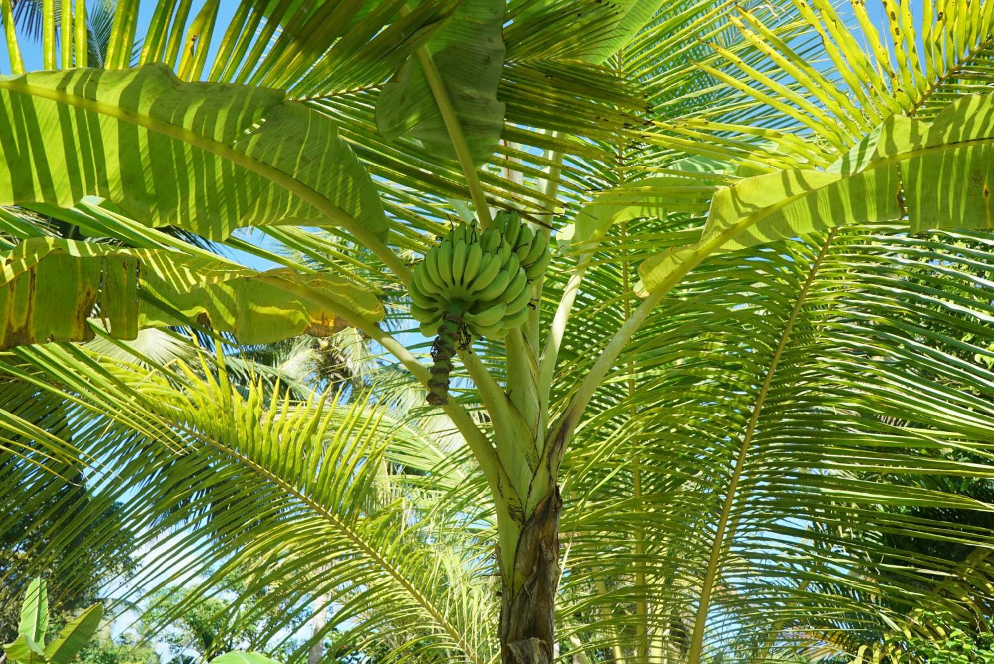 Red Coconut Villa Bentota Dış mekan fotoğraf